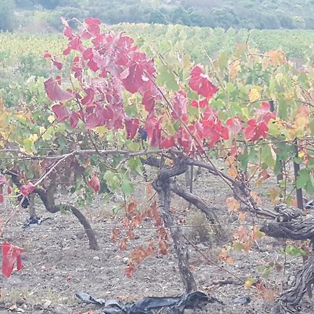 Gite Dans Ancienne Bergerie En Pleine Garrigue Fraisse-des-Corbieres Exterior photo